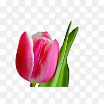 郁金香 花朵 植物-空若网 郁金香 花朵 植物-空若网