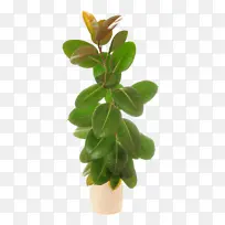 橡胶无花果 哭泣无花果 库存摄影-空若网 橡胶无花果 哭泣无花果 库存摄影-空若网