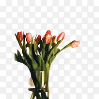 郁金香 花朵 植物-空若网 郁金香 花朵 植物-空若网
