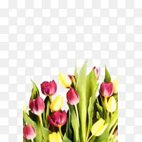 郁金香 花朵 植物-空若网 郁金香 花朵 植物-空若网