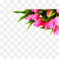郁金香 花朵 花卉-空若网 郁金香 花朵 花卉-空若网