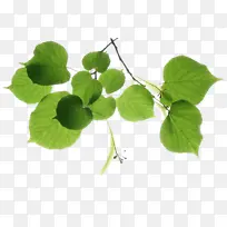 ���� Ҷ ��ɳ-������