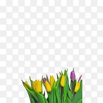 郁金香 花卉 植物-空若网 郁金香 花卉 植物-空若网