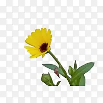 万寿菊 开花 花-空若网 万寿菊 开花 花-空若网