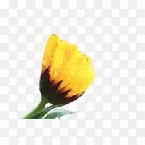 万寿菊 开花 花-空若网 万寿菊 开花 花-空若网