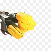 郁金香 花朵 植物-空若网 郁金香 花朵 植物-空若网