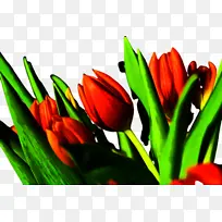 郁金香 花 植物-空若网 郁金香 花 植物-空若网
