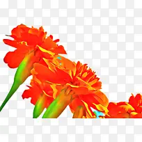 万寿菊 开花 花-空若网 万寿菊 开花 花-空若网