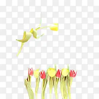 ������ ���� ֲ��-������