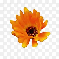 万寿菊 开花 花朵-空若网 万寿菊 开花 花朵-空若网