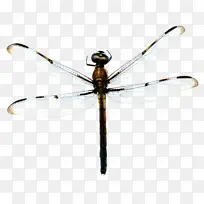 ���� ���� Ĥ-������