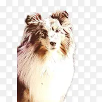 卡通 粗牧羊犬 澳大利亚牧羊犬-空若网 卡通 粗牧羊犬 澳大利亚牧羊犬-空若网