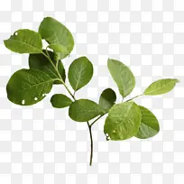 树枝 叶子 植物茎-空若网 树枝 叶子 植物茎-空若网