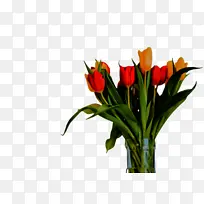 郁金香 花卉 植物-空若网 郁金香 花卉 植物-空若网