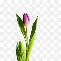 郁金香 花朵 植物-空若网 郁金香 花朵 植物-空若网