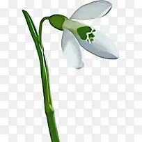 雪花莲 植物茎 植物-空若网 雪花莲 植物茎 植物-空若网