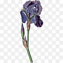 �β ֲ�� ��ɫ-������