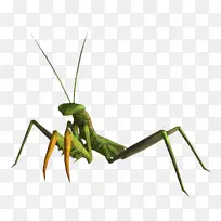 螳螂 蚱蜢 昆虫-空若网 螳螂 蚱蜢 昆虫-空若网