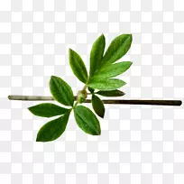 Ӣ�����һ滭��������-ŷ��-������