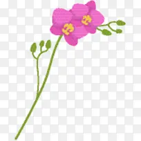 飞蛾兰花 切花 兰花-空若网 飞蛾兰花 切花 兰花-空若网