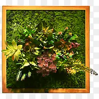 ��ˮˮ��� ��Ҷ ˮ��ֲ��-������