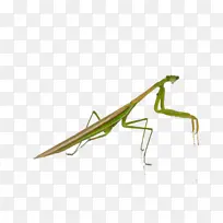 螳螂 甲虫 蝴蝶-空若网 螳螂 甲虫 蝴蝶-空若网