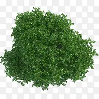 树 橡树 绿色-空若网 树 橡树 绿色-空若网