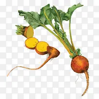 萝卜 甜菜根 蔬菜-空若网 萝卜 甜菜根 蔬菜-空若网