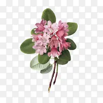 ֲ���ͼ ֲ��ѧ �滭-������