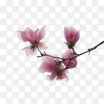 木兰 花 花园玫瑰-空若网 木兰 花 花园玫瑰-空若网