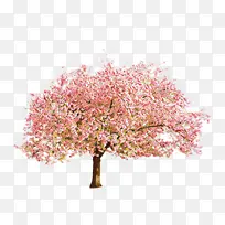 卡通 樱花 樱桃-空若网 卡通 樱花 樱桃-空若网