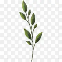 ��֦ ֲ�ﾥ Ҷ-������