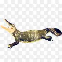 鳄鱼 动物群 陆生动物-空若网 鳄鱼 动物群 陆生动物-空若网