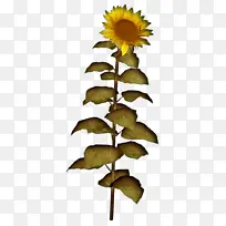 常见向日葵 植物 下载-空若网 常见向日葵 植物 下载-空若网