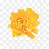 卡通 牡丹 黄色-空若网 卡通 牡丹 黄色-空若网