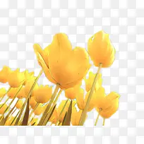 卡通 郁金香 桌面壁纸-空若网 卡通 郁金香 桌面壁纸-空若网