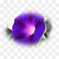 ��ɫ�� Ұ�� ��д-������