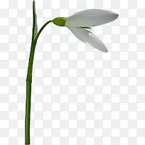 雪花莲 植物茎 植物-空若网 雪花莲 植物茎 植物-空若网