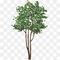 树枝 植物茎 灌木-空若网 树枝 植物茎 灌木-空若网