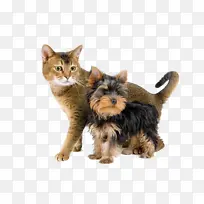 Լ�˿��� è С��-������