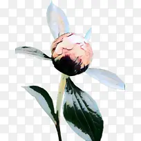 波普艺术 复古 开花植物-空若网 波普艺术 复古 开花植物-空若网