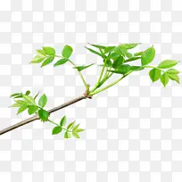 卡通 树枝 草药-空若网 卡通 树枝 草药-空若网