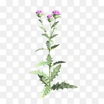 植物 蓟 草本植物-空若网 植物 蓟 草本植物-空若网