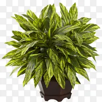 近自然 近自然植物 植物-空若网 近自然 近自然植物 植物-空若网