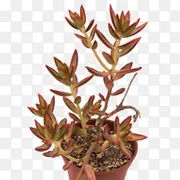 ���� ���ֲ�� ����ֲ��-������