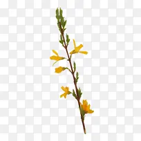 С֦ ֲ�ﾥ ����ֲ��-������