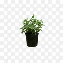 多精潮霉 室内植物 热带-空若网 多精潮霉 室内植物 热带-空若网