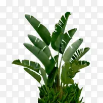 房屋 香蕉 植物-空若网 房屋 香蕉 植物-空若网