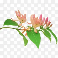 粉色金银花 观赏植物 花-空若网 粉色金银花 观赏植物 花-空若网