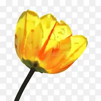 郁金香 花朵 植物-空若网 郁金香 花朵 植物-空若网